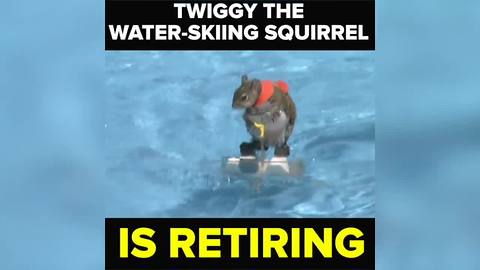 'Twiggy' the famous water-skiing squirrel is retiring | Taste and See Tampa Bay