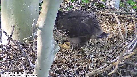 USS Bald Eagle Cam 1 5-15-23 @ 18:07 - Hop finds Irvin's molted feather.