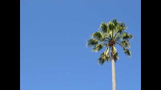 Palm tree attached to street lamp baffles public