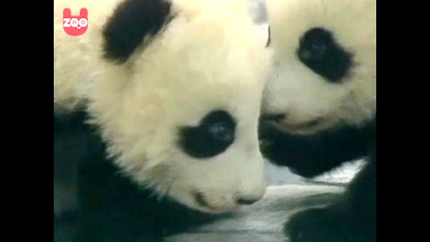 Baby Panda Twins