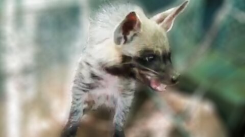 Baby hyena gets scared and makes adorable sounds