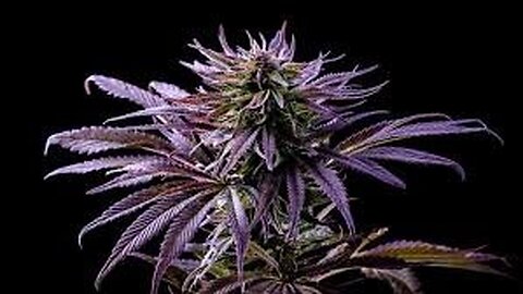 I Have Some Old School Genetics 🧬 Afghani untouched since 1985 & I have Lots of Ideas