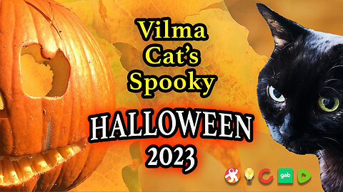 Vilma Cat Halloween 2023