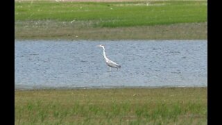 Heron catches a fish