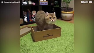 Bedårande katt myser i sin nya låda