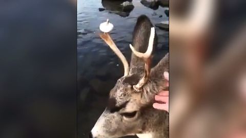Deer Brings Man Mysterious Donut