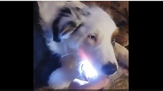 Dog Steals A Flashlight And Refuses To Give It Back