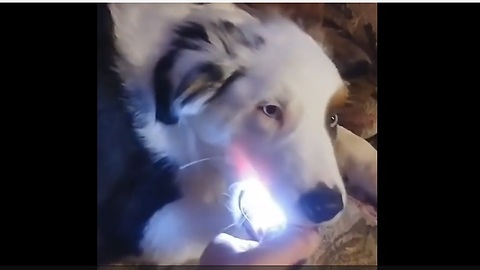 Dog Steals A Flashlight And Refuses To Give It Back