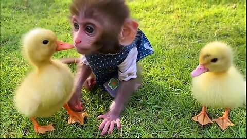 Baby monkey Bon Bon riding a bicycle and a beautiful friendship with a duckling, funny animal video