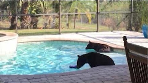 Teneri orsi si divertono in piscina