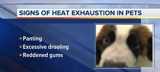 Signs of heat exhaustion in pets