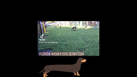 Avalon park FL wiener race