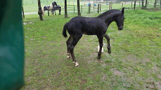 Orphaned foal plays in the rain for the very first time