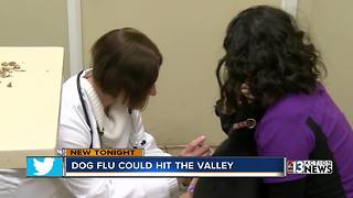 Highly contagious dog flu is headed to Las Vegas