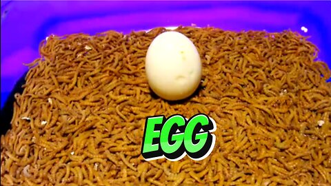 MEALWORMS VS EGG