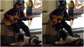 Dog and musician sing along in New Zealand