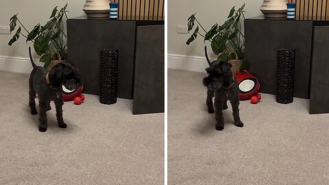 Dog completely baffled by hyper energetic puppy