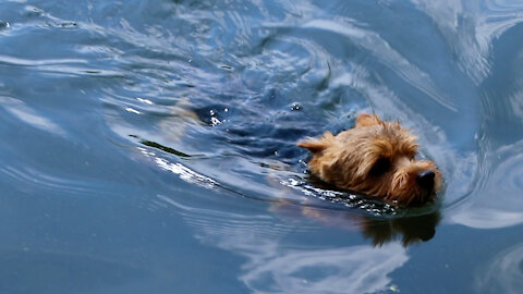 Norwich Terrier swims ashore