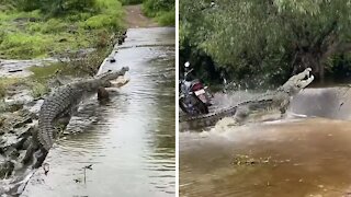 Enormous crocodile in India climbs up river waterfall