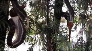 Slanger der hænger fra et træ spiser en pungrotte i én mundfuld
