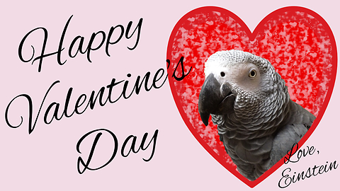 Parrot Tries To Get Owner's Affection For Valentine's Day