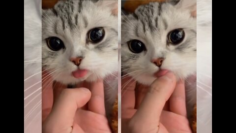Touching the tongue of a cute cat by his owner and see the reaction of this cat..