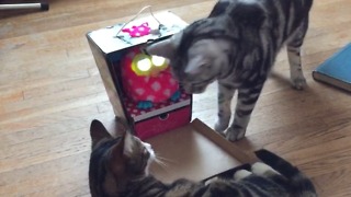 Two Cats Are Fascinated By A Furbee