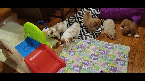w Litter- Getting Out The Zoomies Before Bedtime(1)