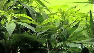 Florida lawmaker speaks out on bill to decriminalize marijuana