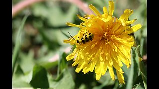 Spotted Cucumber Beetle on a Dandelion