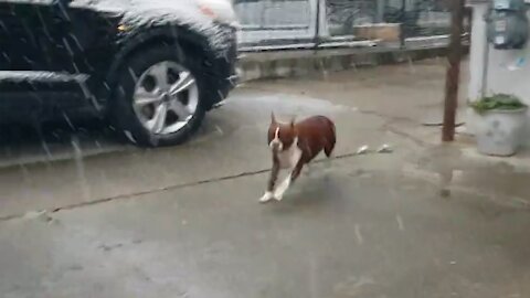 Dog Ecstatic After Waking Up To A Yard Full Of Snow