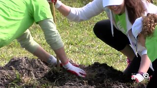 Volunteers from FP&L plant trees in West Palm Beach