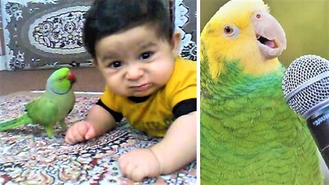 Talking parrot with baby kisses her