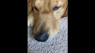 Dog whines at owner for not petting him