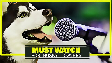 Dogs and Cats playing Music : a must-watch video for Husky owners [Can Your Dog do This]