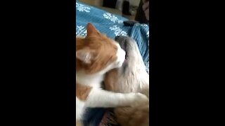 Sweet Kitty Loves To Give Doggy Best Friend Tons Of Kisses