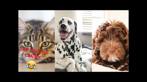 funny dogs videos - 🤣 funniest 🐶 dogs and 😻 cats - awesome funny pet animals videos 😇|| New