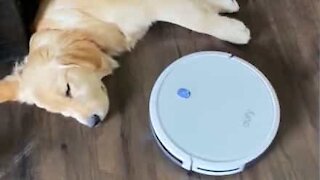 Sleepy dog doesn't let vacuum cleaner interrupt his nap