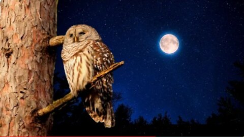🦉 SOUND OF THE FOREST AT NIGHT _ Restful sleep with the powerful frequency 528Hz .