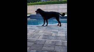 Horus the Rottweiler goes for an afternoon Swim