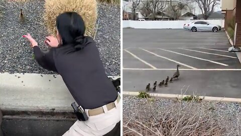 Police rescue ducklings while mother duck watches on