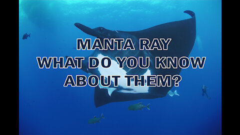MANTA RAY | WHAT DO YOU KNOW ABOUT THEM?
