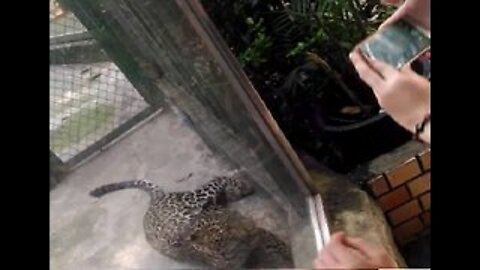 Leopards Do Not Like Phones