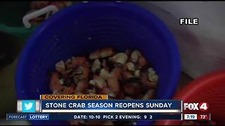 Stone crab season kicks off