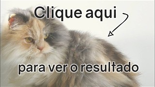 Teste Felino: Pontuação Baixa