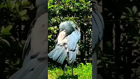 Shoebill Relaxando ao Sol