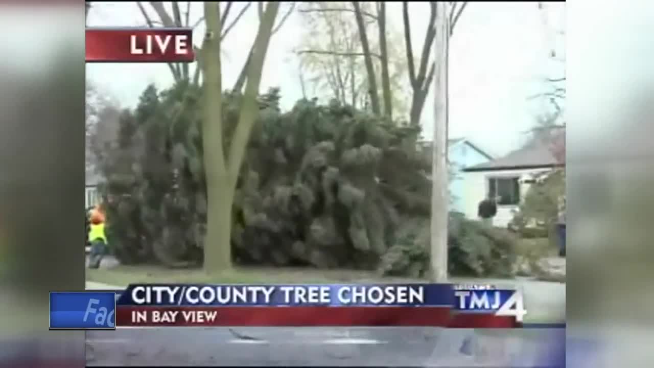 Milwaukee successfully harvests annual Christmas tree