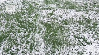 Late snows can damage plants, but they're not bad for farmers