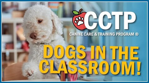 Canine Care and Training Program | What is it?