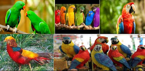 MOST BEAUTIFUL PARROTS IN THE WORLD